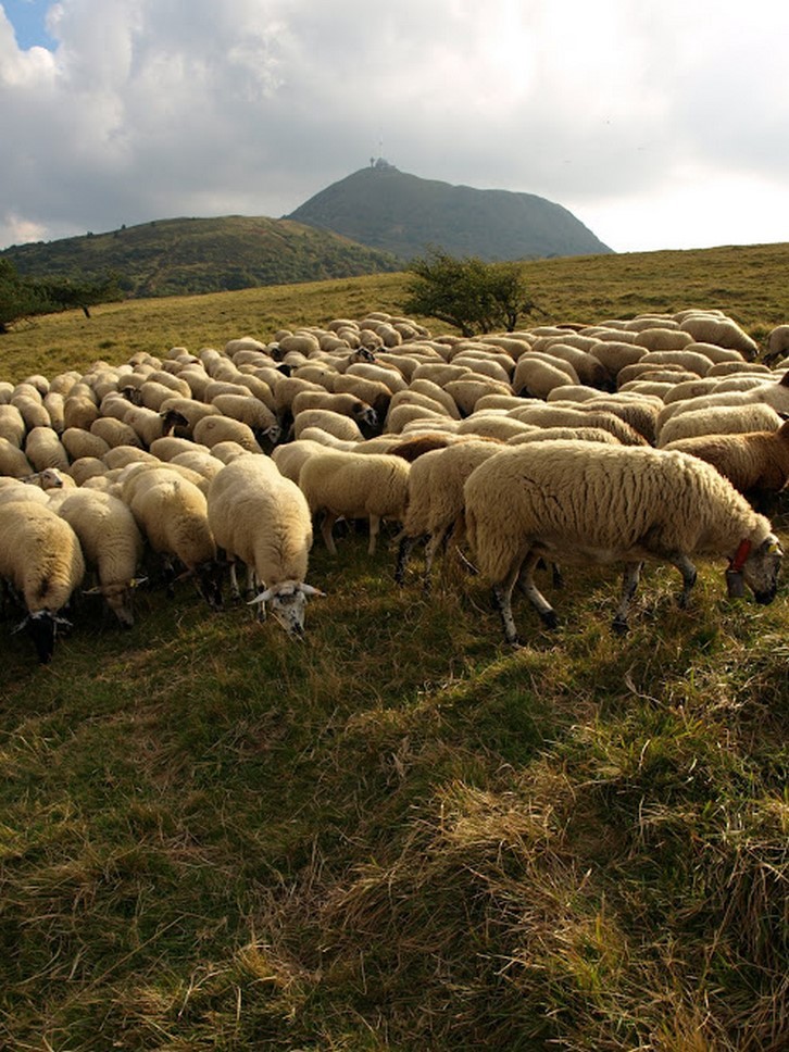 Chaîne des Puys, Puy de Dôme: Paysage Pastoral et Troupeaux