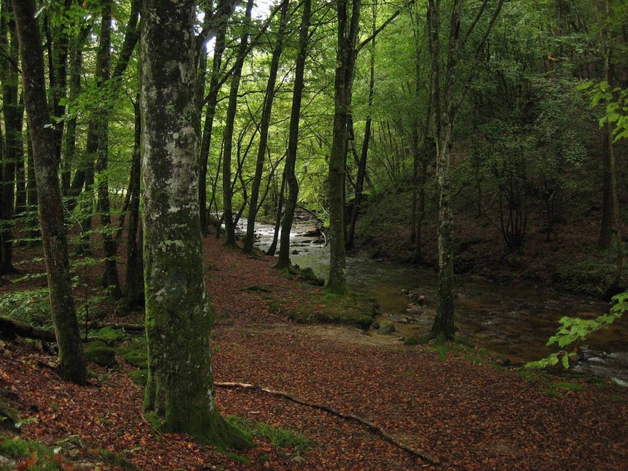 Puy de Dôme (63) : Forêts Enchantées