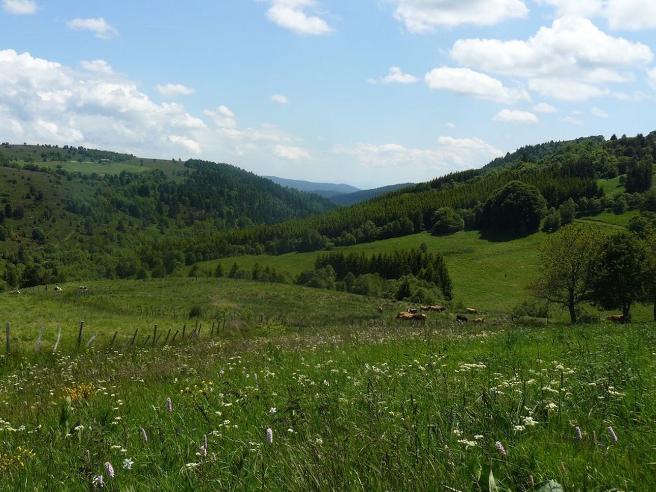 Puy de Dôme (63) : Prairies verdoyantes