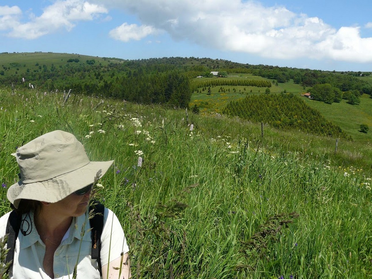 Puy de Dôme (63): Prairies verdoyantes