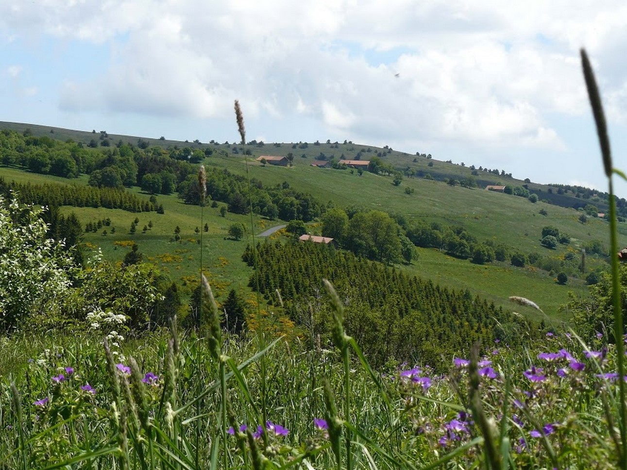 Puy de Dôme (63): Prairies Fleuries et Nature Vibrante