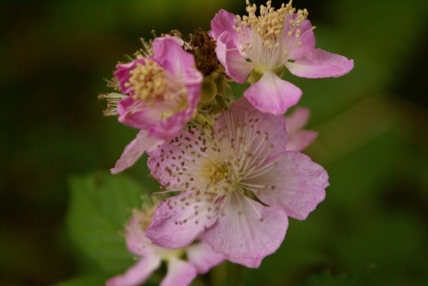 Puy de Dôme (63) : La Beauté d'un Détail Floral