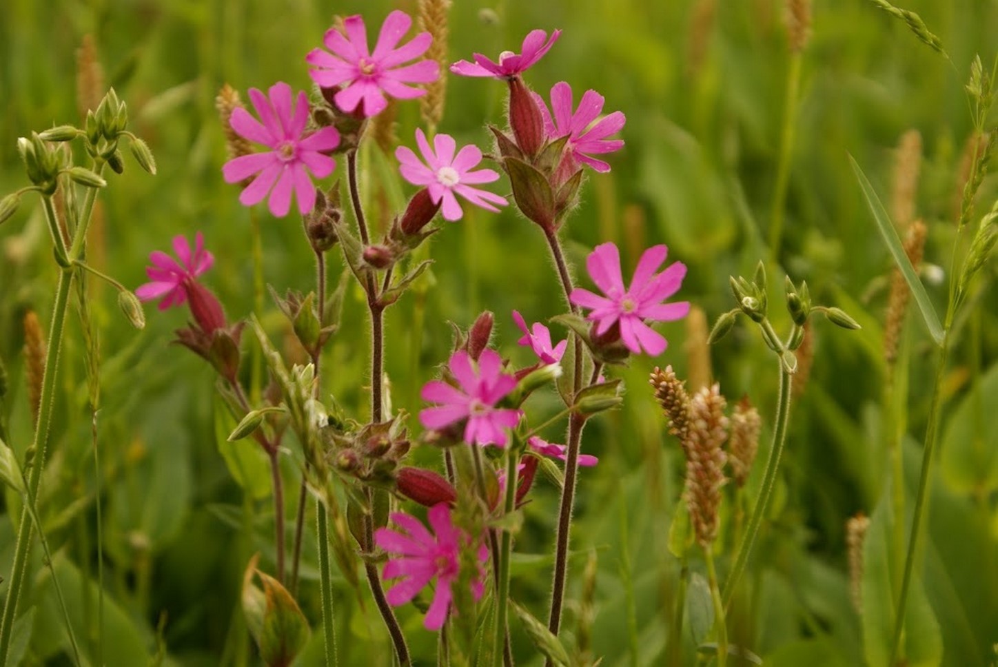 Puy de Dôme (63) : La Beauté Délicate d'une Fleur