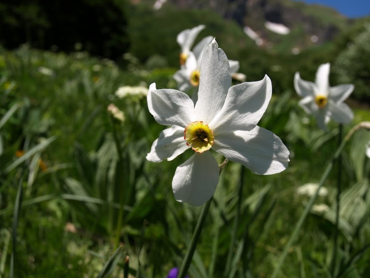 Puy de Dôme (63) : La Beauté Délicate d'une Fleur