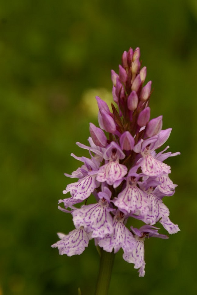 Puy de Dôme (63): Beauté et Délicatesse des Fleurs