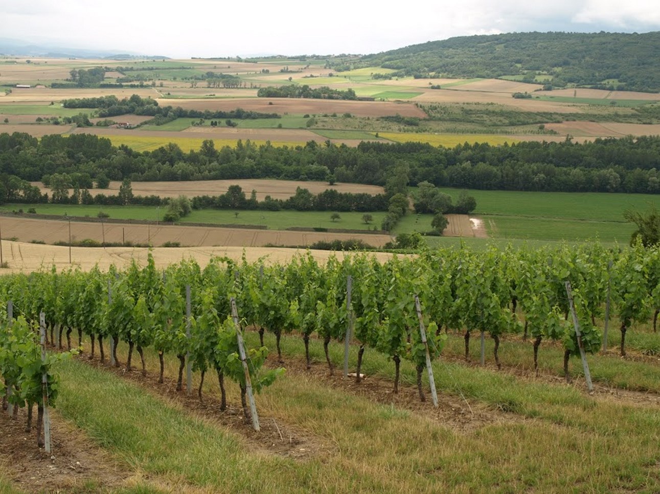 Puy de Dôme (63): Le Goût du Terroir - Vignoble