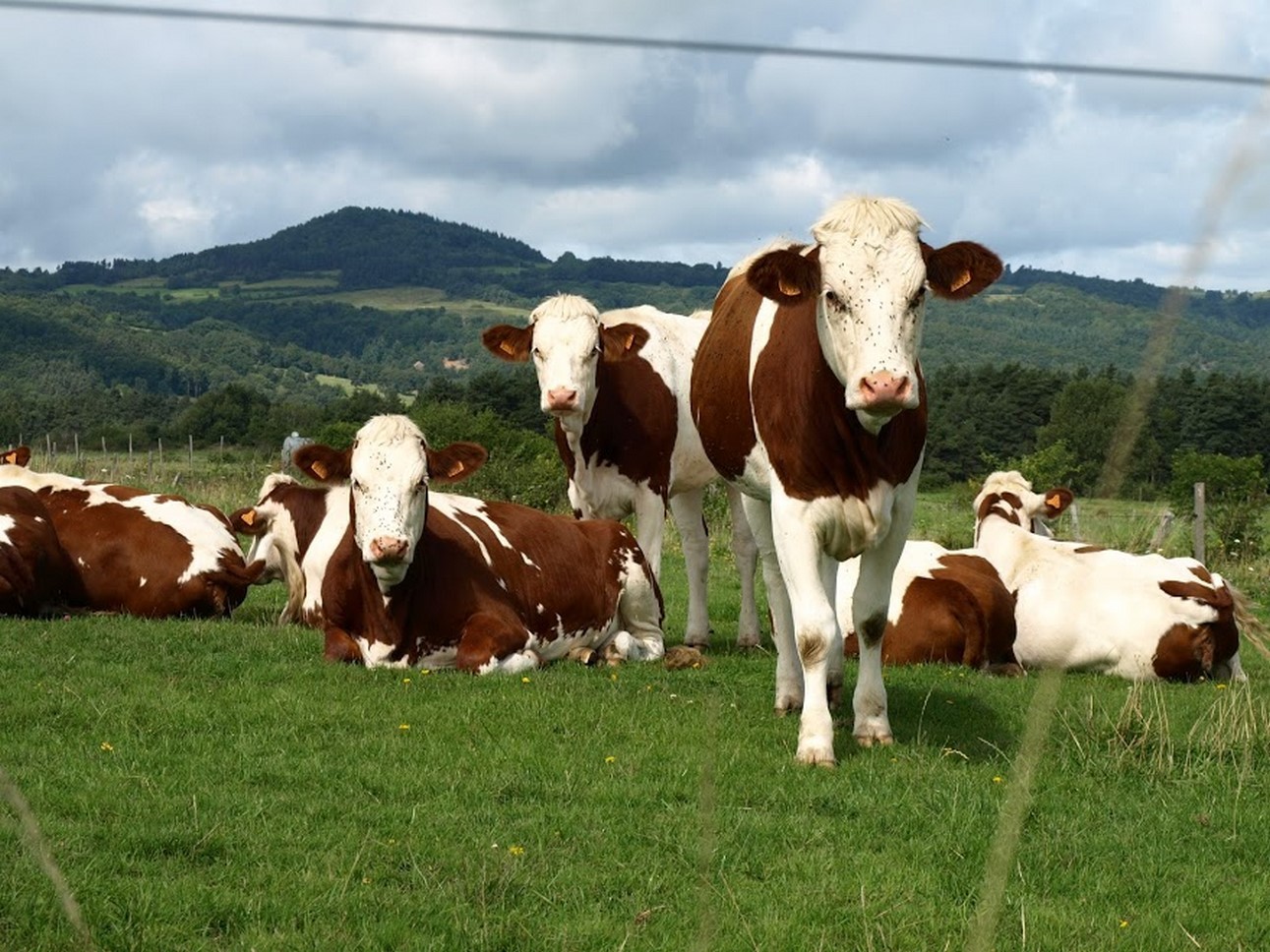 Puy de Dôme (63) : Au Cœur de la Montagne - Boeufs en Liberté