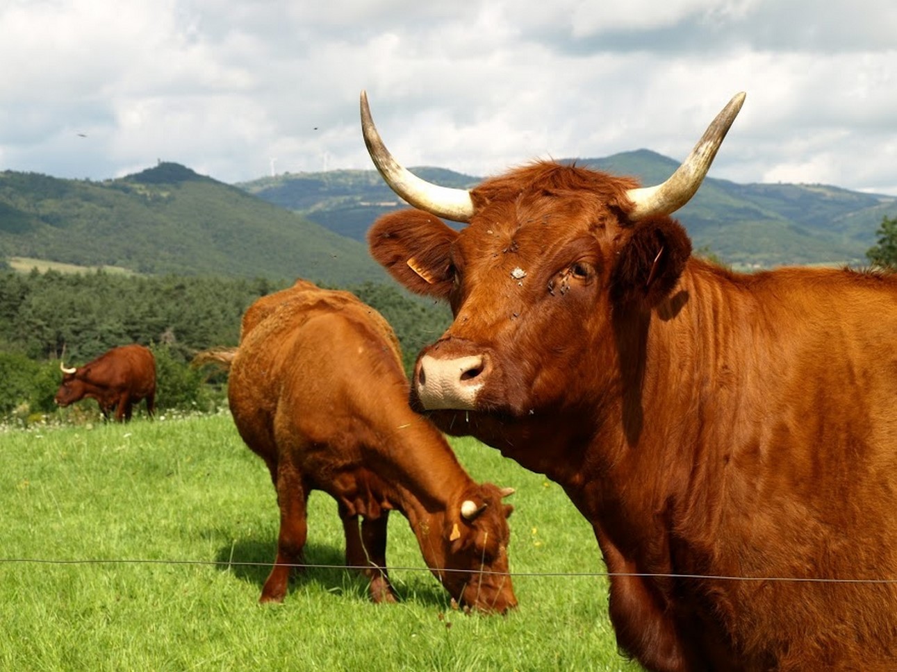 Puy de Dôme (63) : Boeufs et Montagne - Harmonie et Authenticité