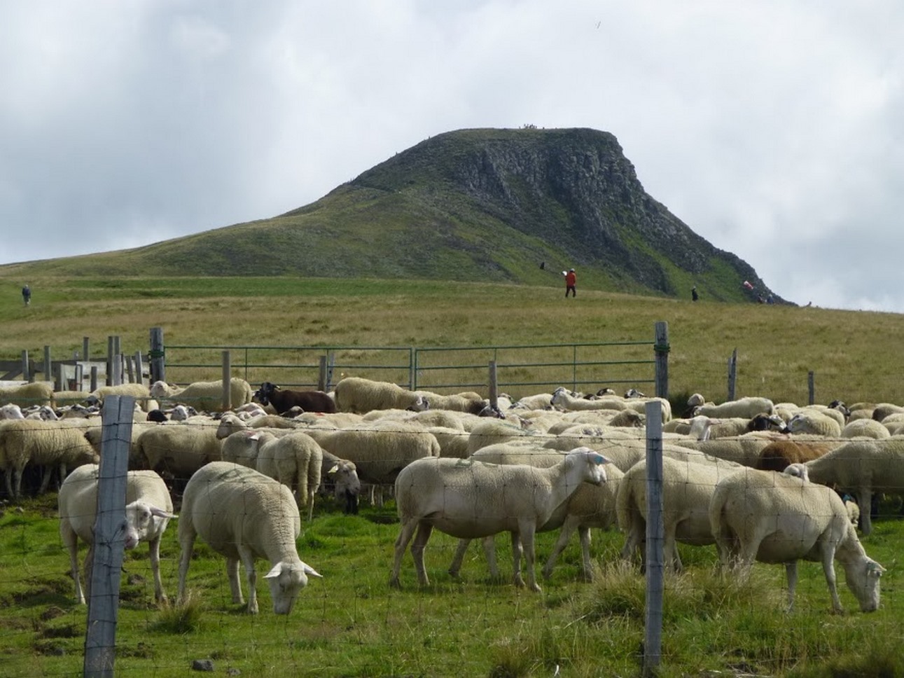 Puy de Dôme (63): Bergers et Troupeaux - Un Moment Pastoral