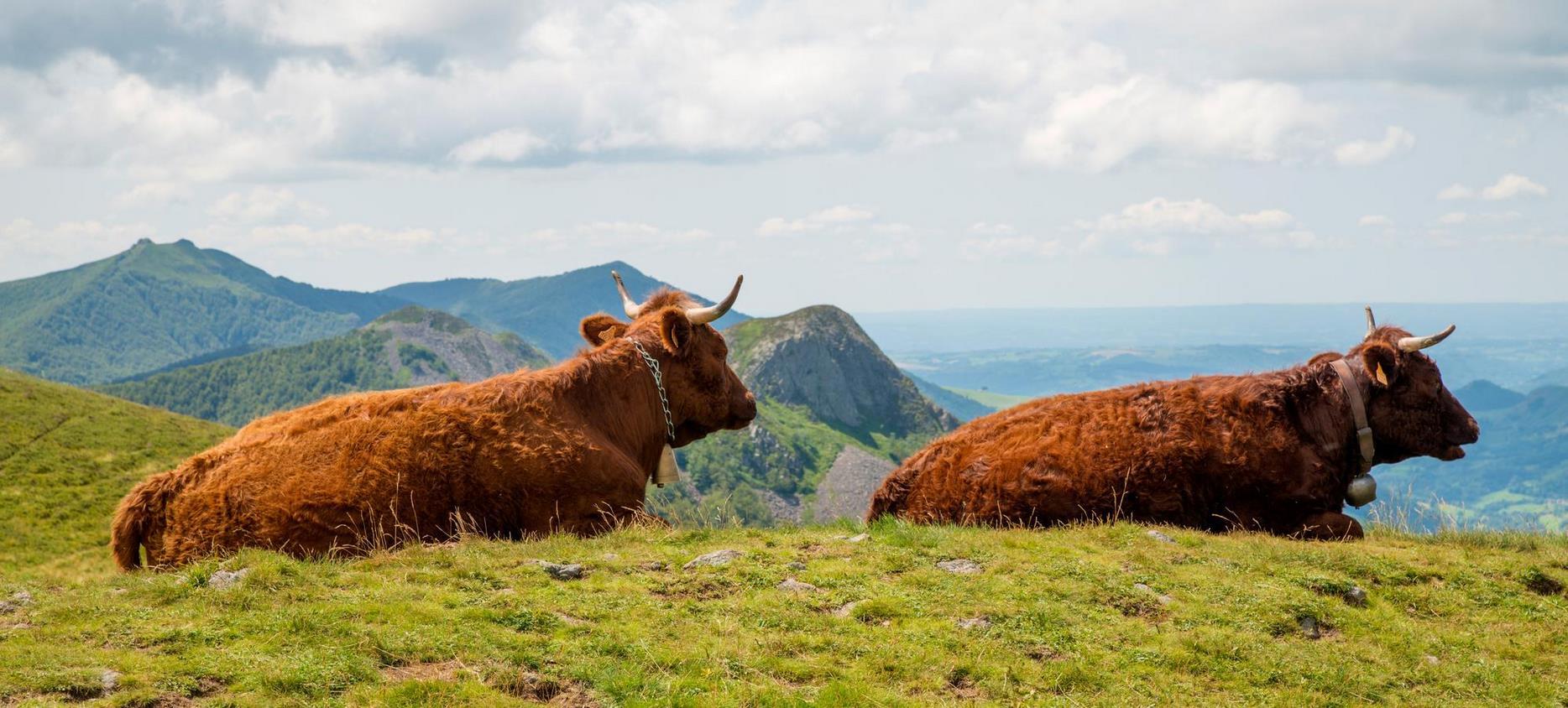 Parc Naturel des Volcans d'Auvergne : Vaches en Estive, Symbole de l'Authenticité