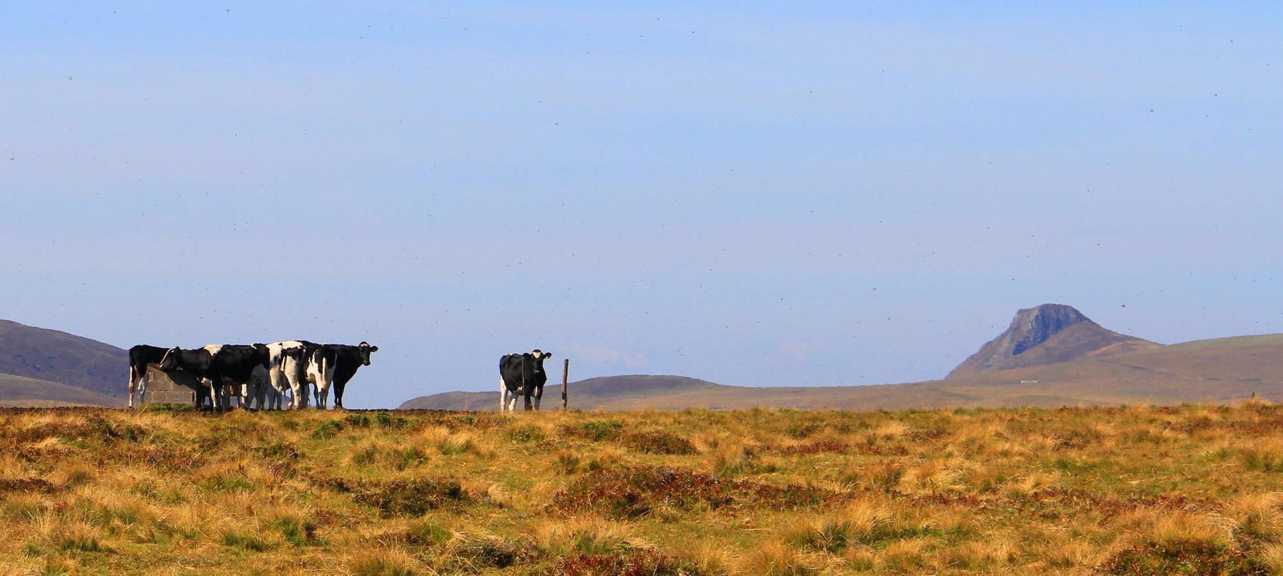 Puy de Dôme : Estives, Un Paysage Pastoral Intemporel