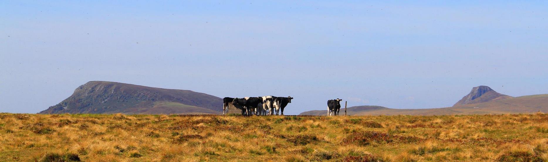 Parc Naturel des Volcans d'Auvergne : Estives, Troupeaux et Nature Sauvage