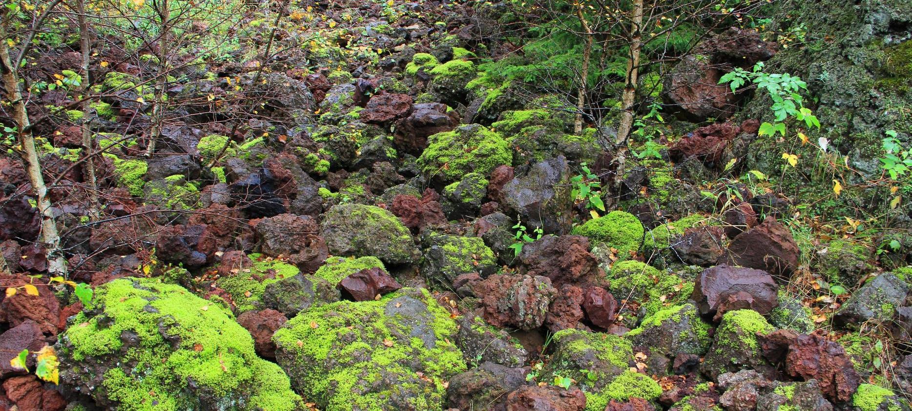 Massif du Sancy : Forêts Enchantées, Nature Riche et Sauvage