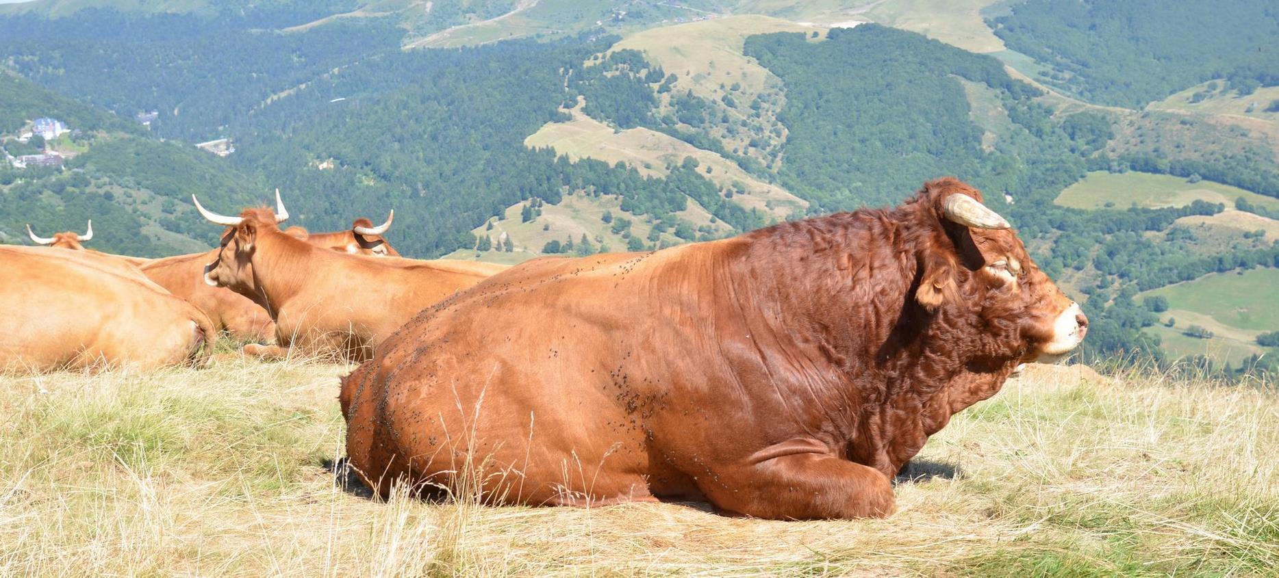 Parc Naturel des Volcans d'Auvergne : Taureau dans les Estives, Symbole d'une Nature Authentique et Sauvage