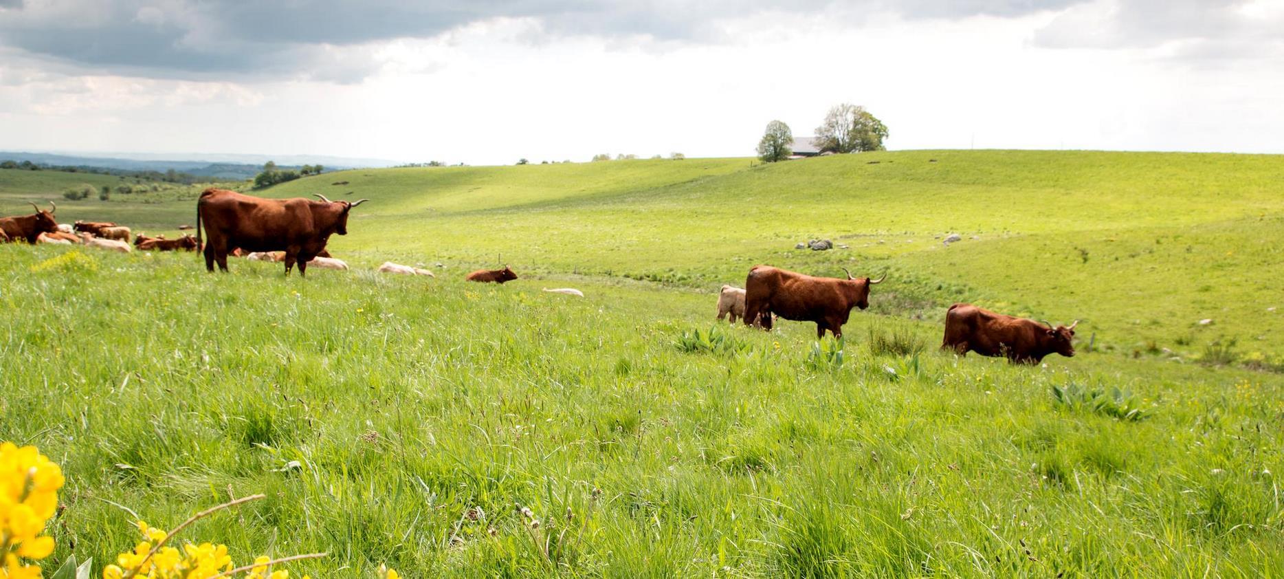 Saint-Nectaire : Troupeau de Vaches dans les Estives du Parc des Volcans d'Auvergne