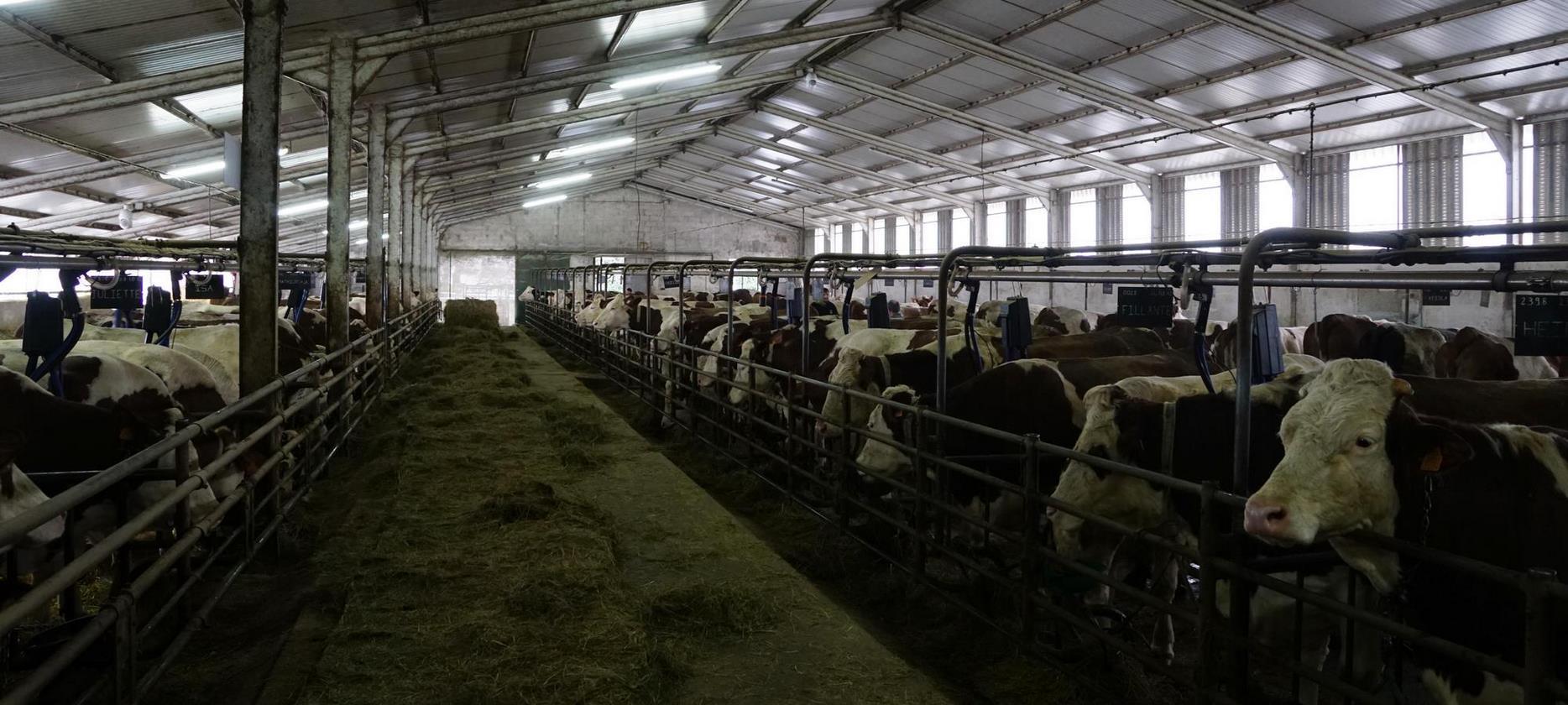 Ferme de Fabrication du Saint-Nectaire : Découvrez les Secrets de Fabrication