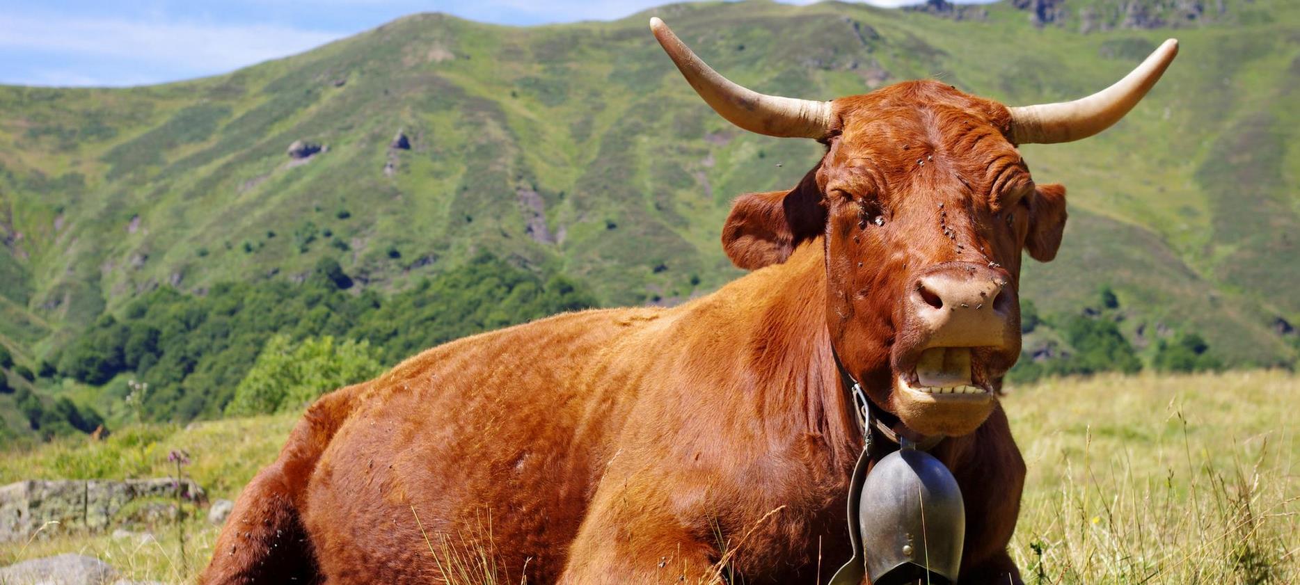 Vaches d'estive dans le Massif du Sancy : Un Spectacle Naturel