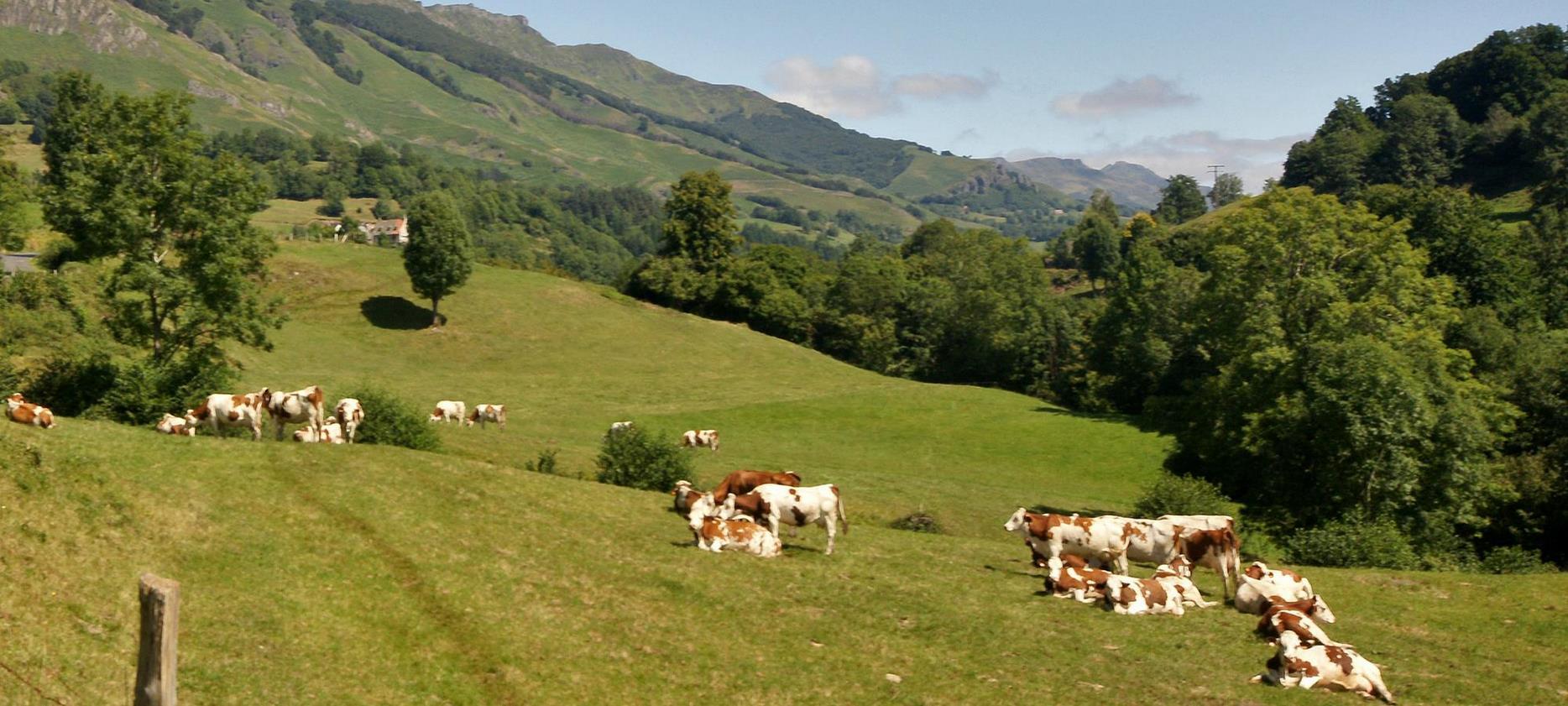 Troupeau d'Estive : Un Moment de Tranquillité et de Nature