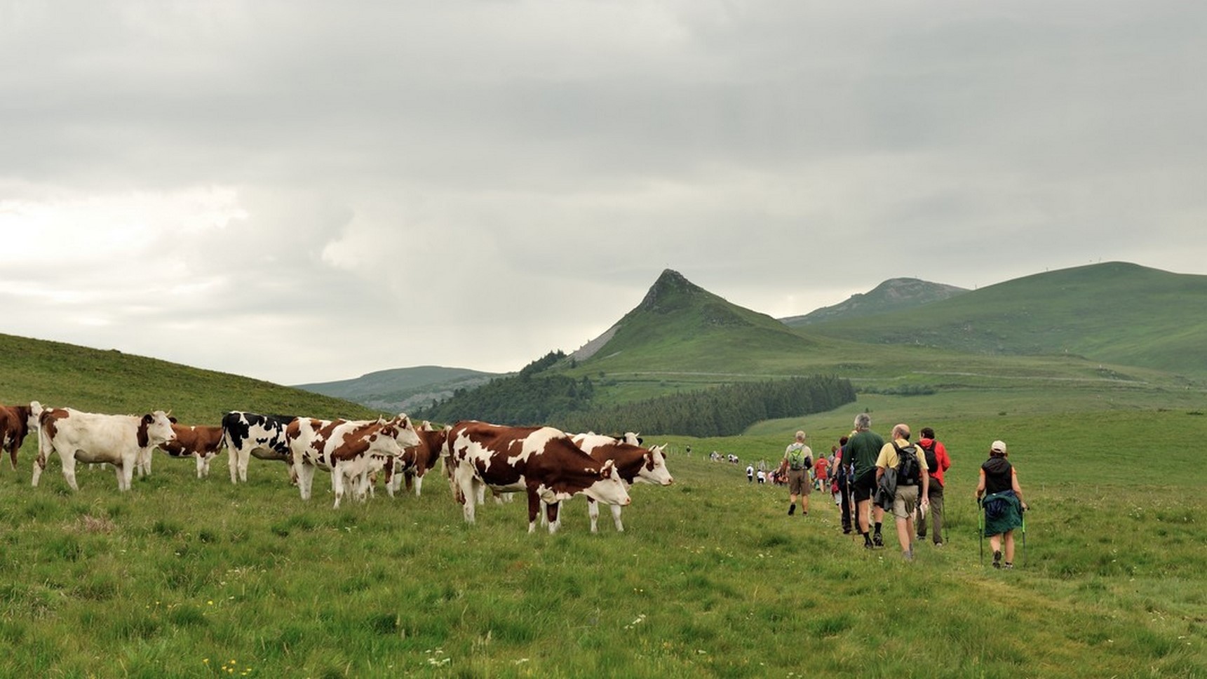 Puy de Sancy - Rencontre Randonneurs & Troupeau dans les Estives - Moment Magique & Paysage Exceptionnel