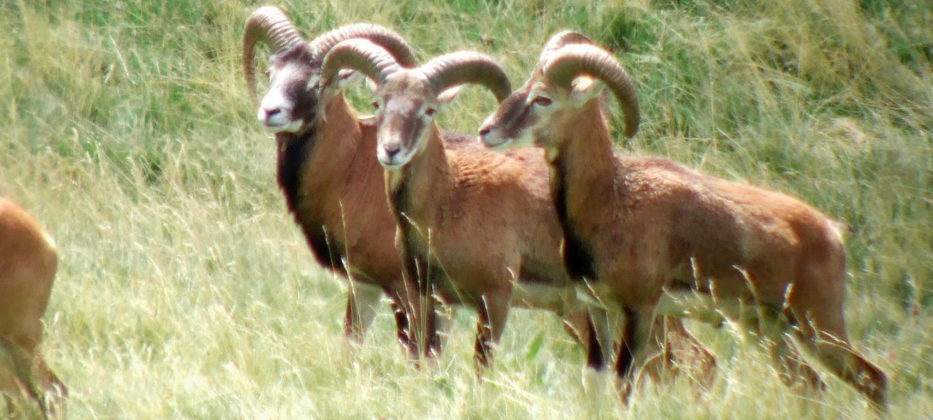 Super Besse: Rencontre avec les Mouflons du Parc Naturel du Sancy - Une Expérience Unique