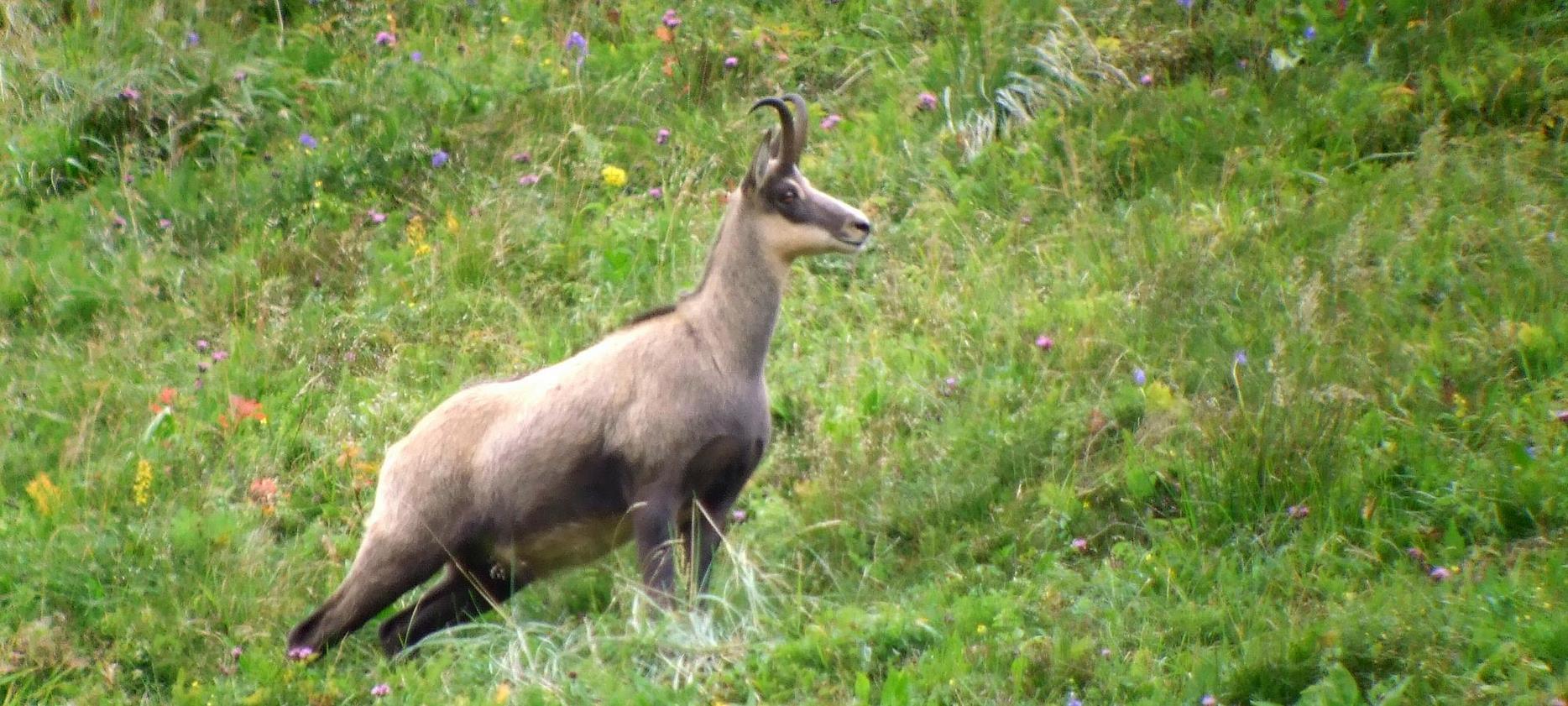 Super Besse : Observer les Chamois dans le Parc Naturel du Sancy - Une Rencontre Inoubliable