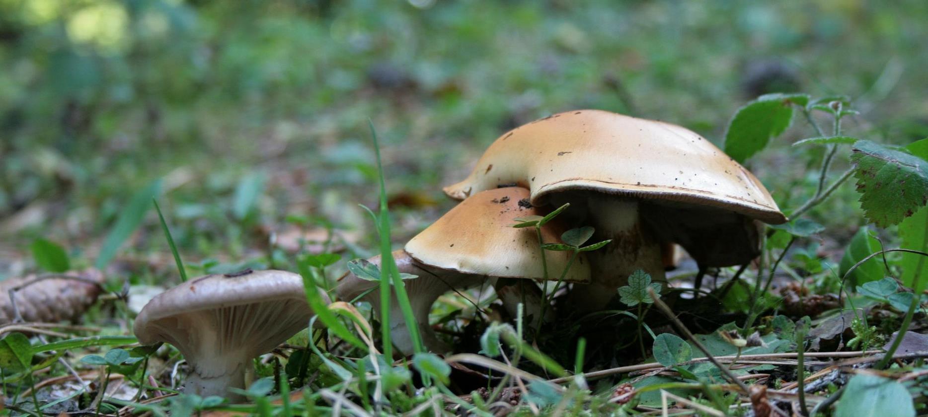 Super Besse: Sortie Mycologique dans le Parc Naturel du Sancy - À la Découverte des Champignons