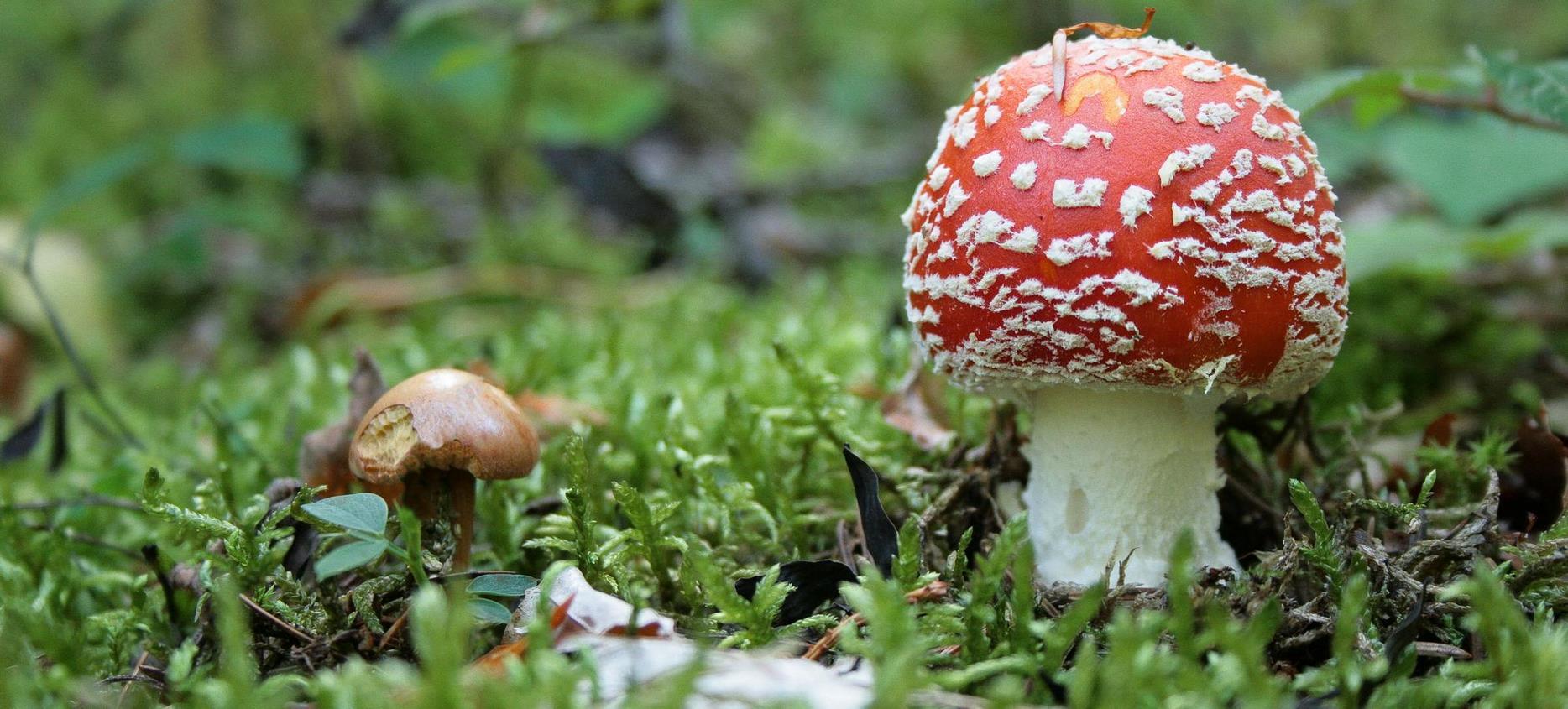 Super Besse: Sortie Mycologique dans le Parc Naturel du Sancy - Un Délice pour les Amateurs de Champignons