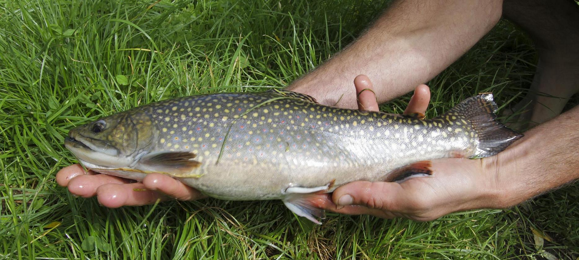 Parc du Sancy: Pêche à la Truite - Un Moment de Plaisir et de Tranquillité