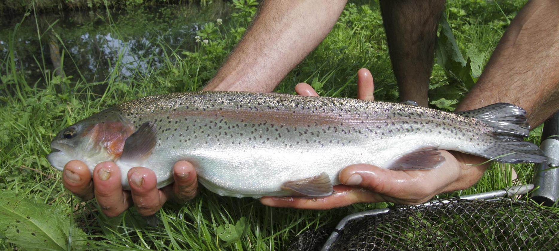 Parc du Sancy: Pêche à la Truite dans un Cadre Exceptionnel