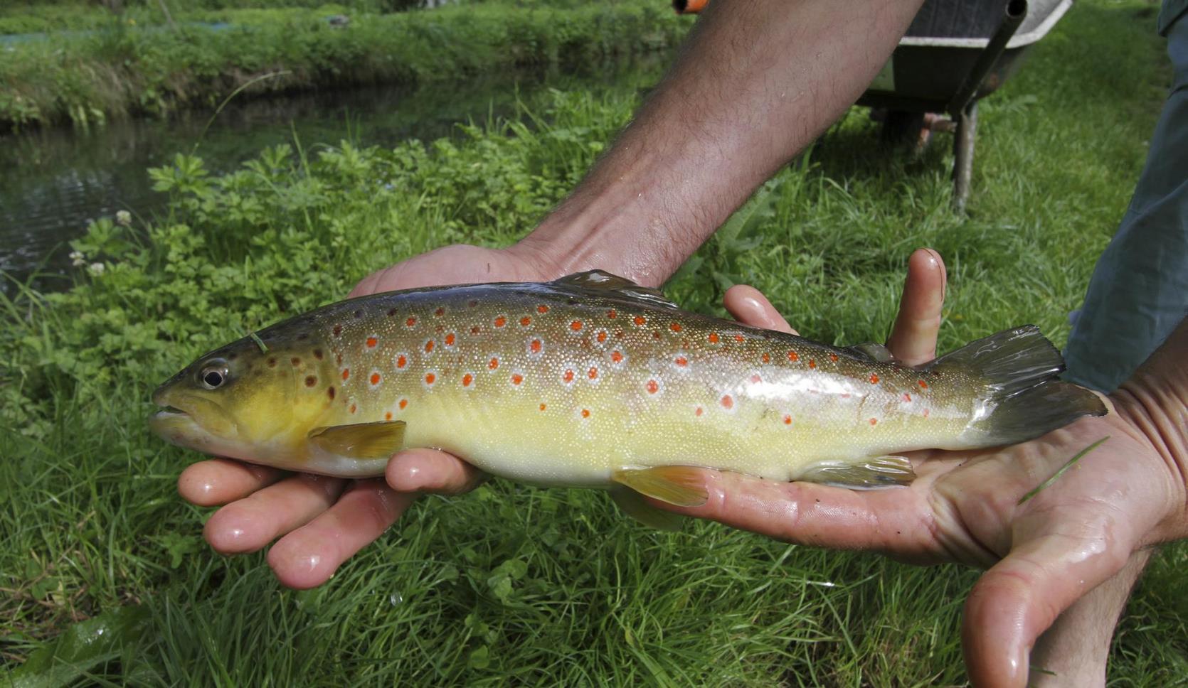 Parc du Sancy - Pêche à la Truite - Un Délice pour les Pêcheurs