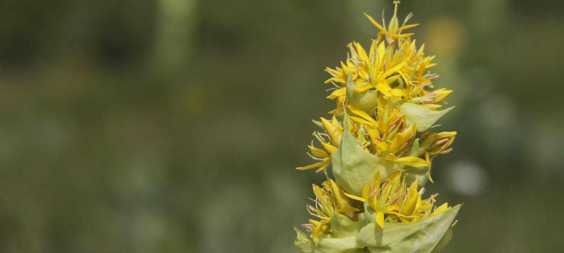 Parc du Sancy: Un Éclat de Couleurs - La Flore du Sancy