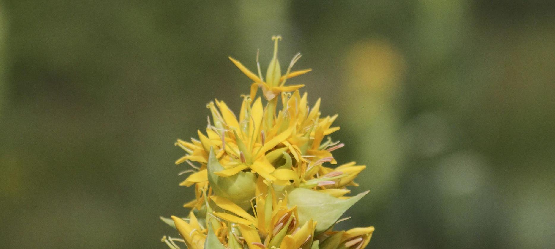 Parc Naturel du Sancy - Un Jardin de Fleurs Sauvages