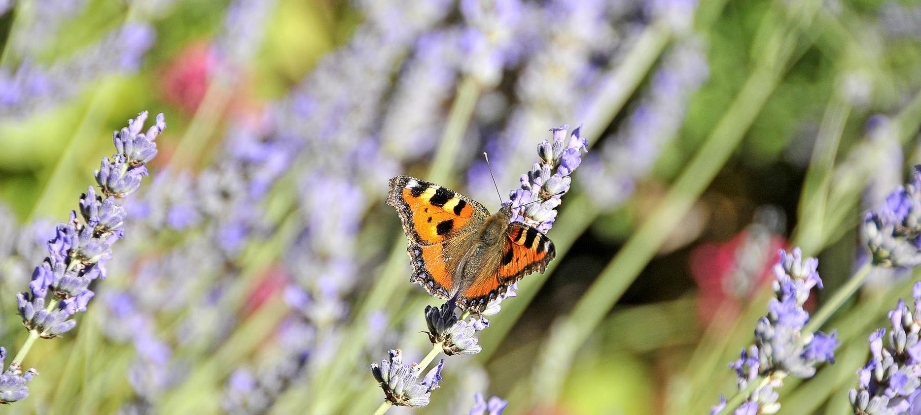 Sancy : Un Festival de Couleurs et de Parfums - Les Fleurs du Parc Naturel