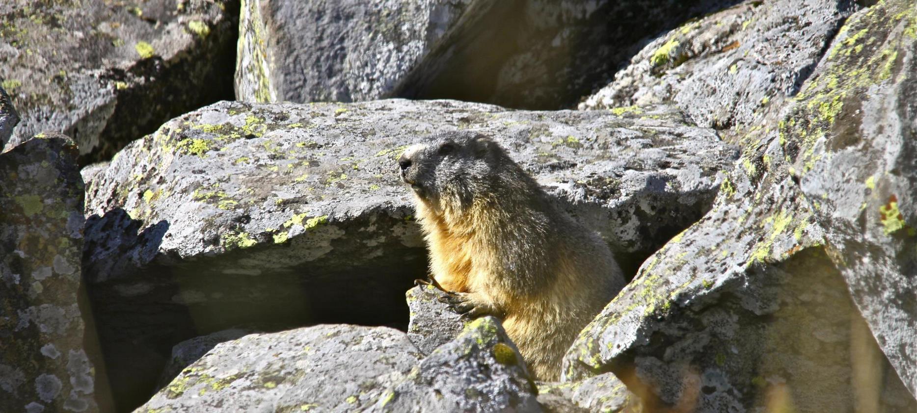 Sancy : La Faune du Parc Naturel - Un Paradis pour les Animaux Sauvages