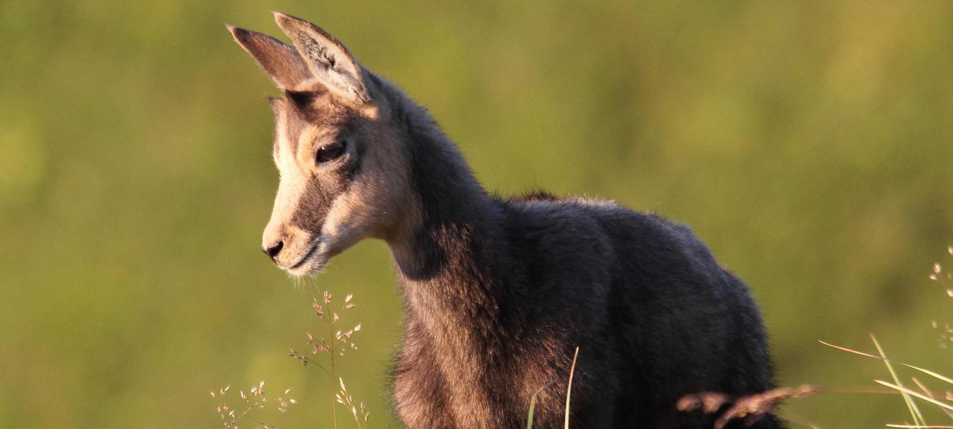 Sancy : Un Sanctuaire de Faune - Découvrez la Richesse Animale du Parc Naturel