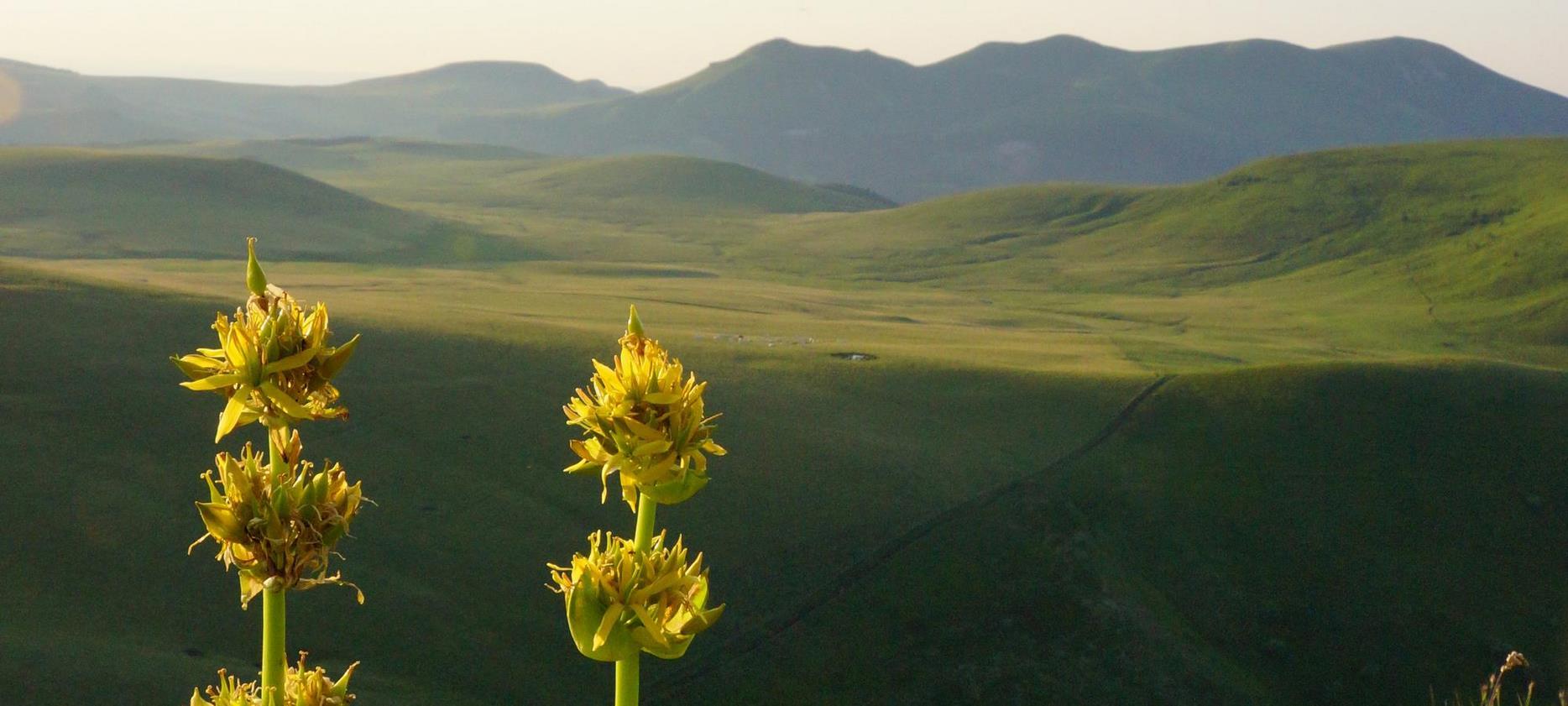 Parc du Sancy: La Magie des Fleurs de Montagne