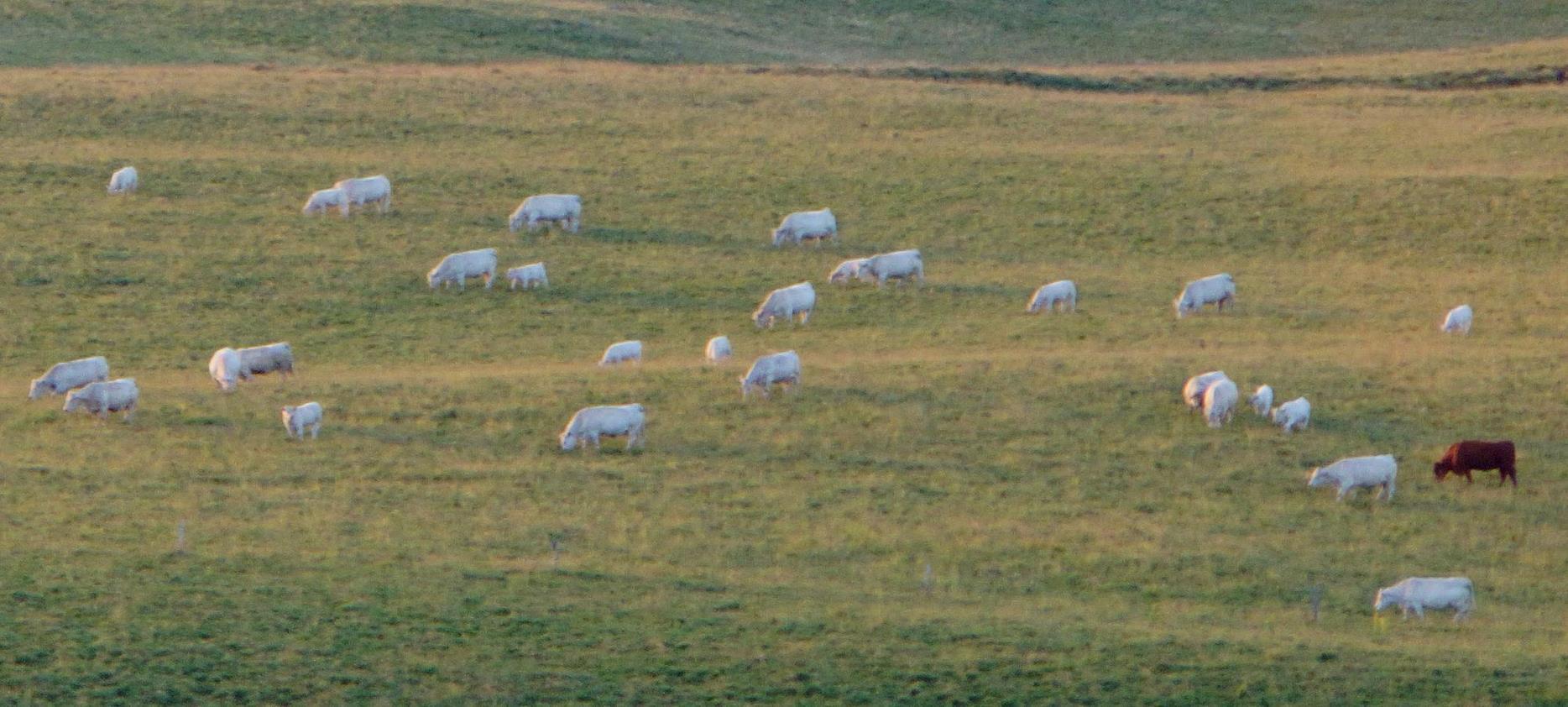 Super Besse: Observation des Moutons dans le Parc Naturel du Sancy - Un Spectacle Pastoral