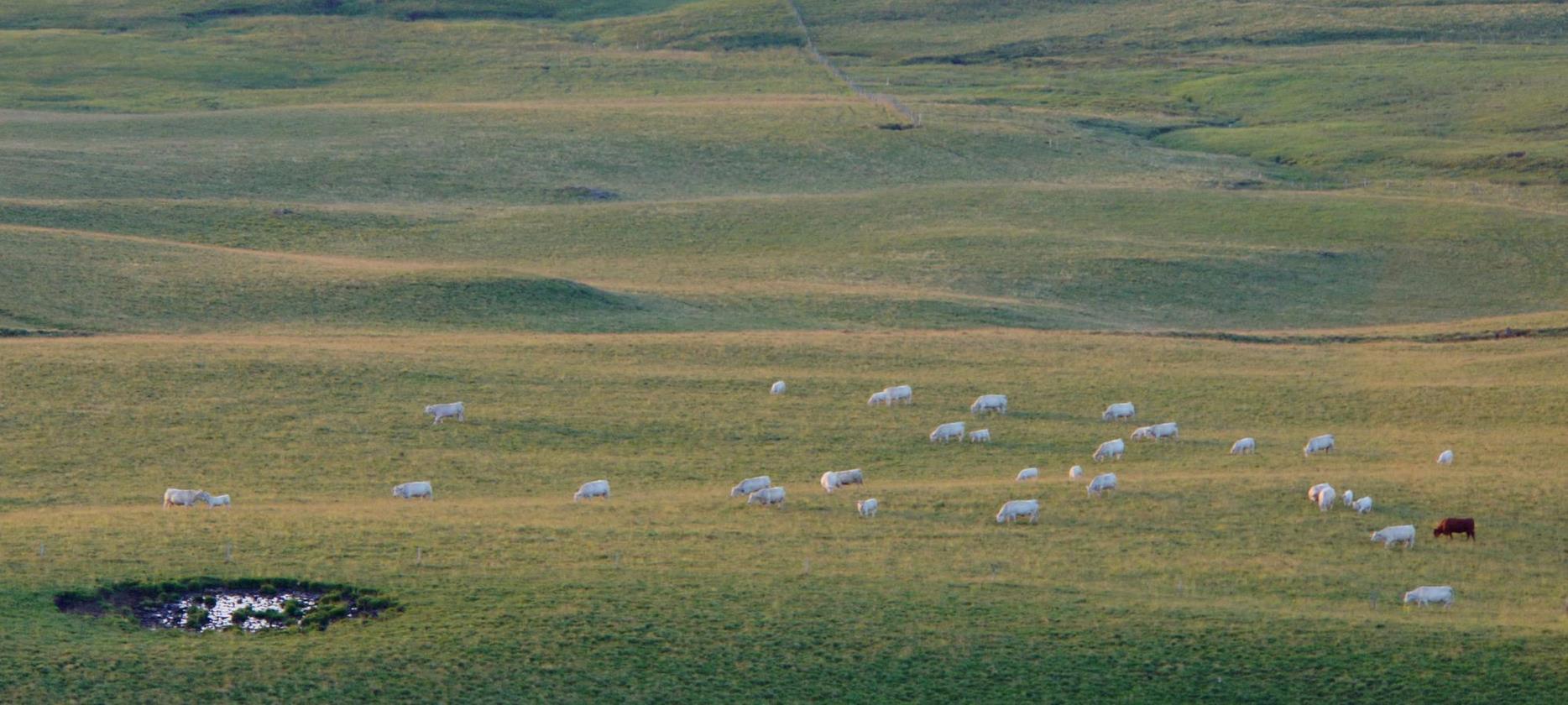 Super Besse: Rencontrez les Moutons du Parc Naturel du Sancy - Un Délice Pastoral