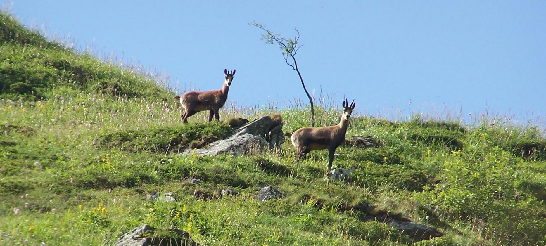 Super Besse - La Faune Sauvage du Parc Naturel du Sancy - Un Spectacle Naturel