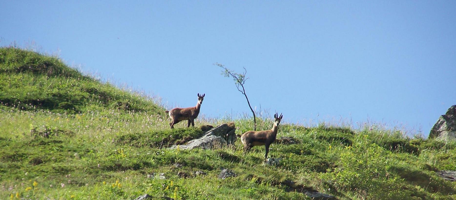 Super Besse : Découverte de la Faune Sauvage du Parc Naturel du Sancy - Une Rencontre Inoubliable