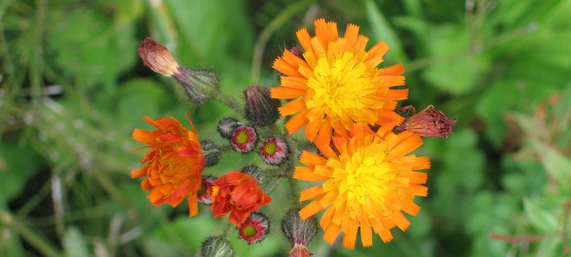 Super Besse: La Flore Exubérante du Parc Naturel du Sancy - Une Symphonie de Couleurs