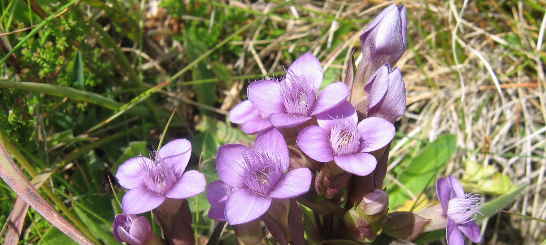 Super Besse: Découverte de la Flore du Parc Naturel du Sancy - Un Éden de Couleurs