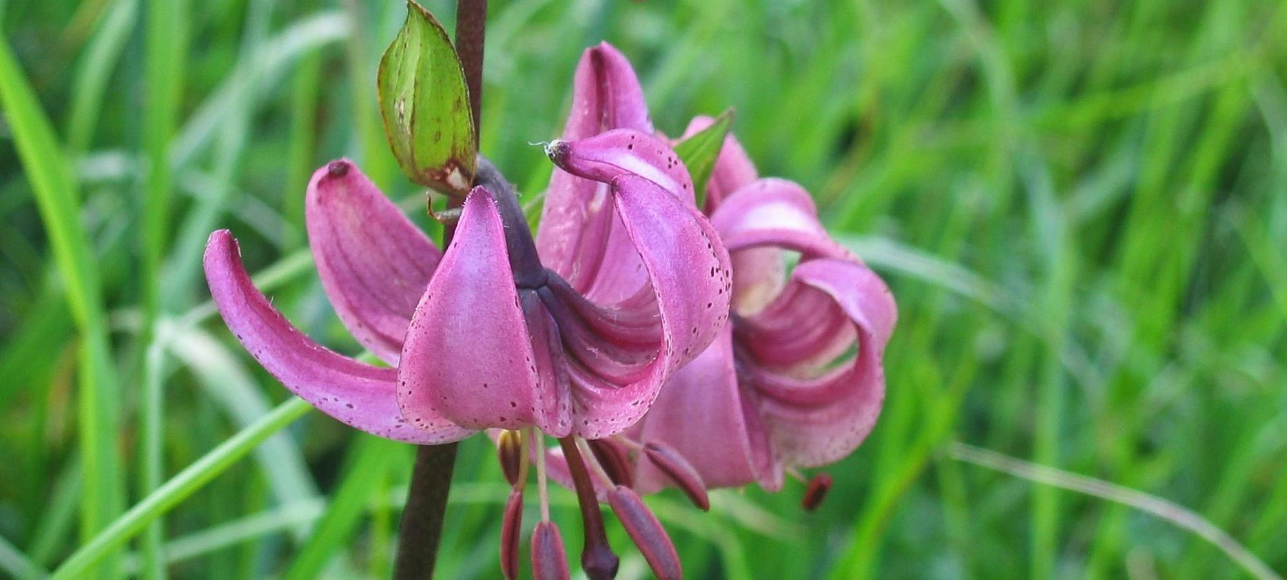 Super Besse: Explorez la Flore du Parc Naturel du Sancy - Un Trésor Botanique