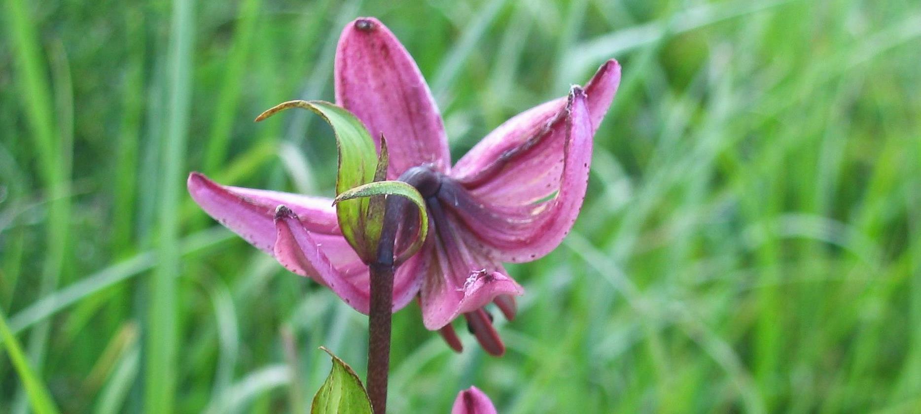 Super Besse: Un Voyage au Cœur de la Flore du Parc Naturel du Sancy - Un Délice pour les Yeux