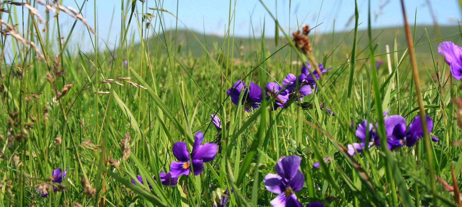 Super Besse: Admirez la Beauté de la Flore du Parc Naturel du Sancy - Un Spectacle Naturel