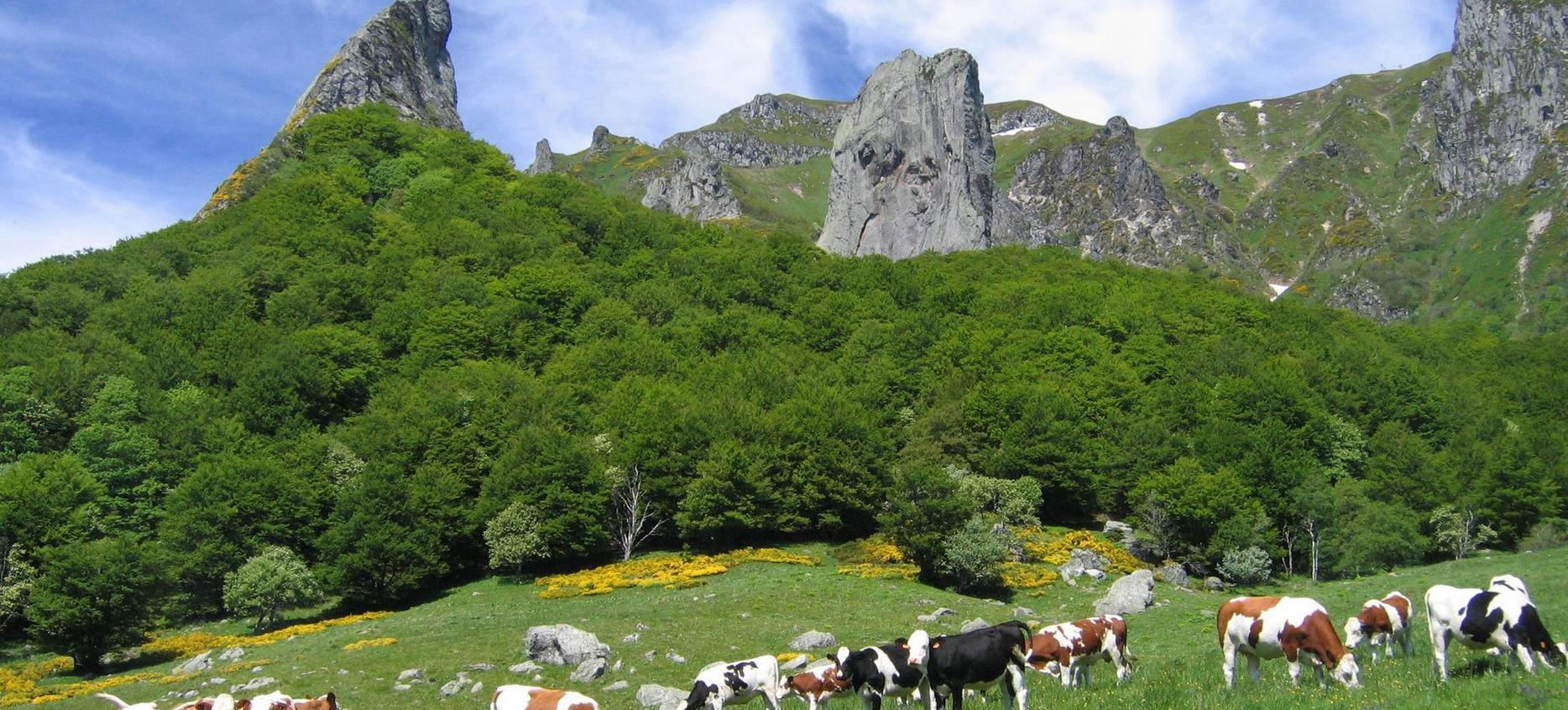 Super Besse - Troupeau de Vaches au Pied des Sommets Iconiques : Dent de la Rancune et Crête du Coq