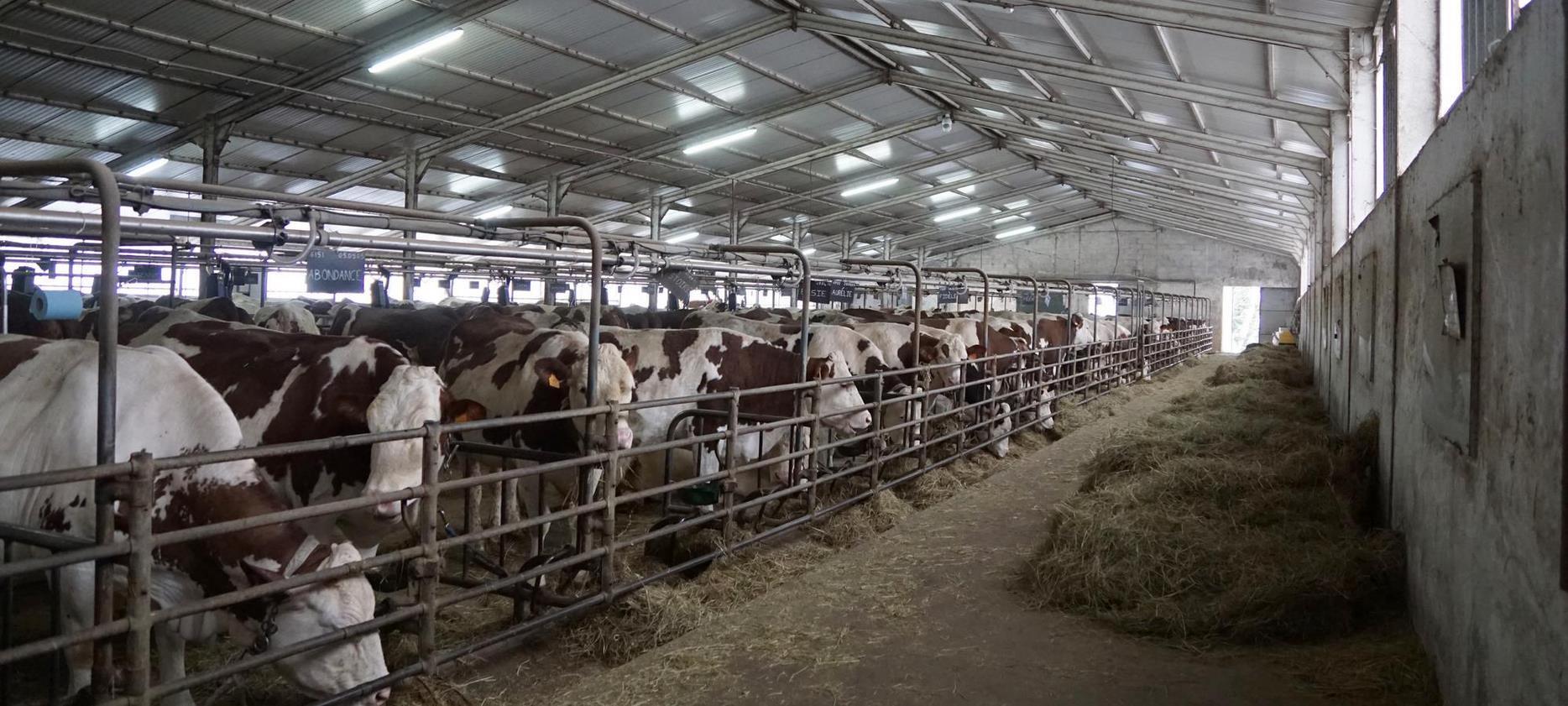 Super Besse : Secrets de Fabrication du Saint-Nectaire à la Ferme