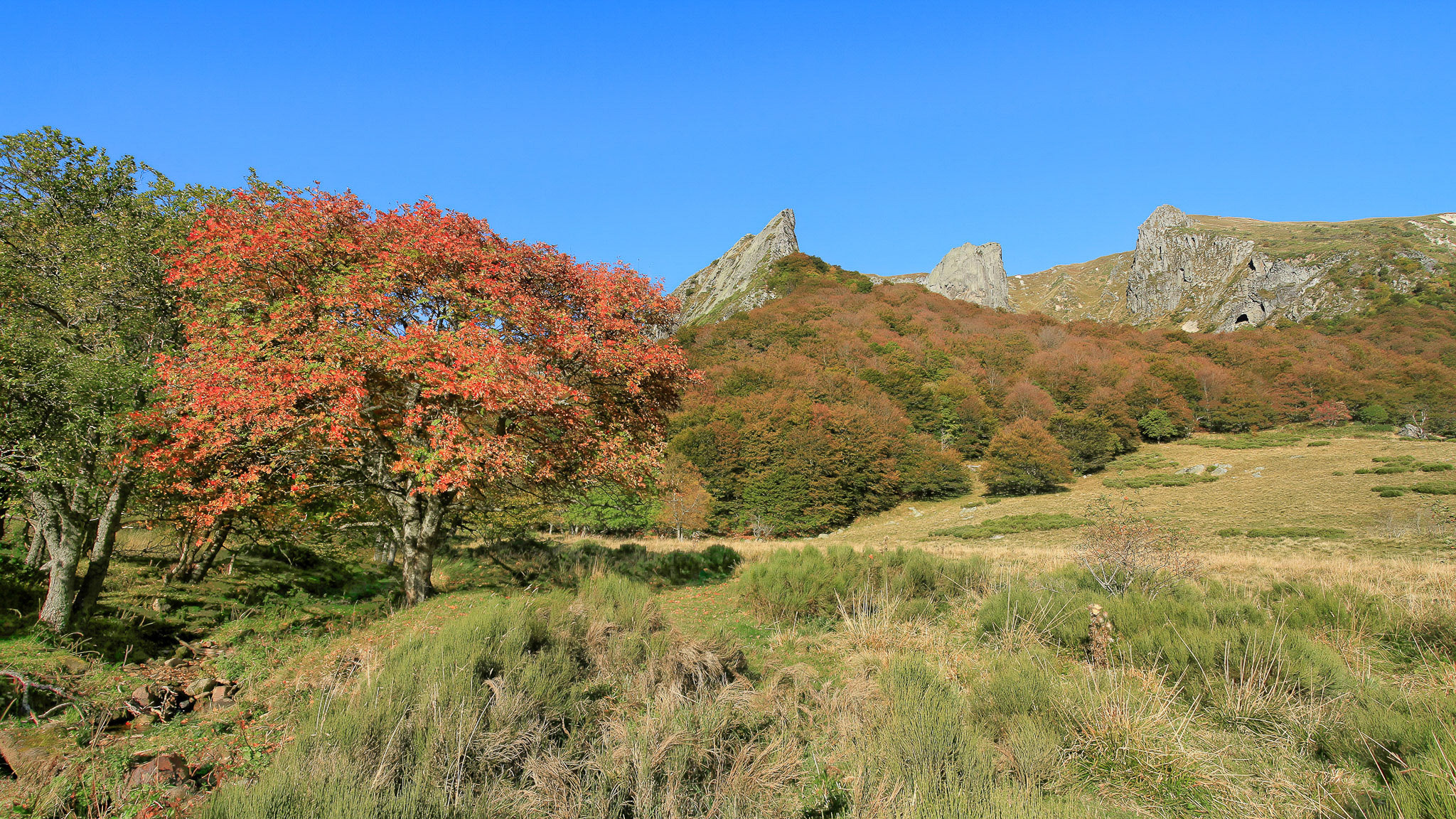 Vallée de Chaudefour à l'Automne : Feux d'Arbres et Paysages Magiques