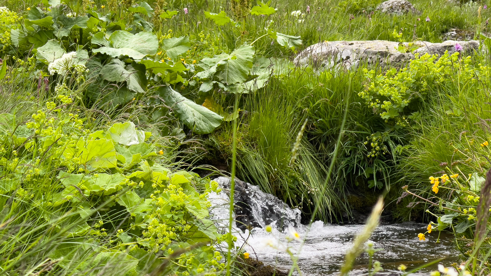 Val de Courre : Ruisseau aux Sources du Massif du Sancy