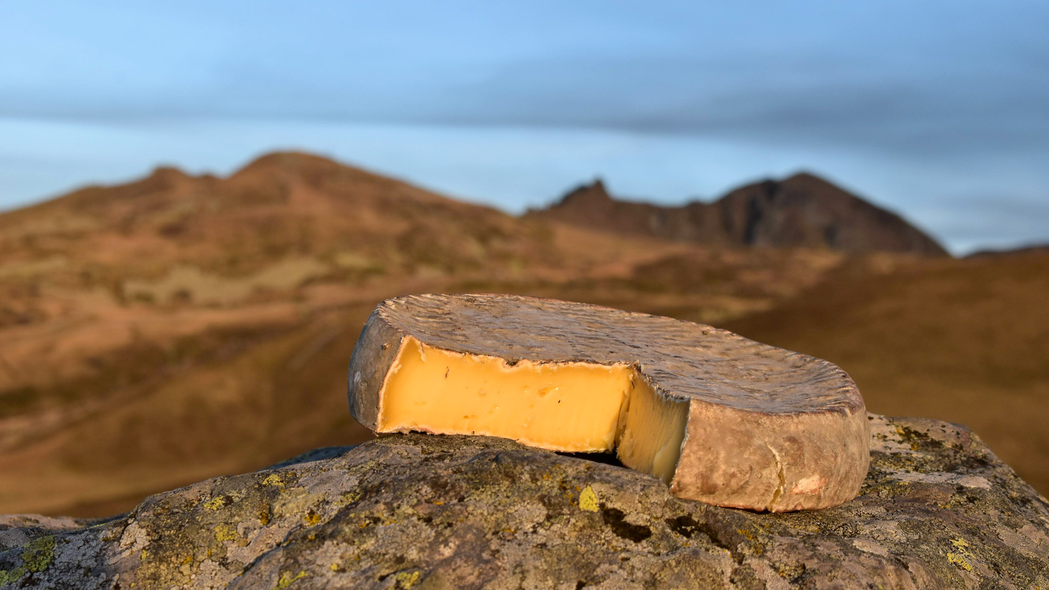 Le Saint Nectaire, seigneur du Massif du Sancy